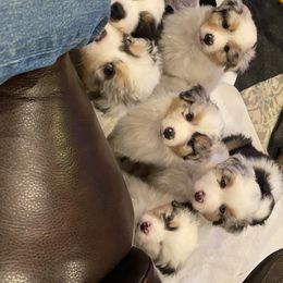 Australian Shepherd Puppies from HHK (Hot House Kennel)