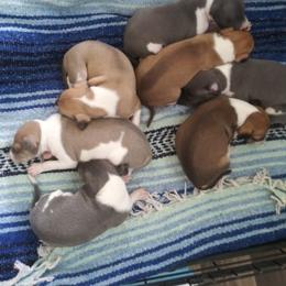 Italian Greyhound Puppies from F&M Italian Greyhounds