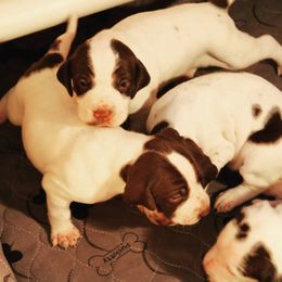 German Shorthaired Pointer and Pointer Puppies from Bishop Kennels