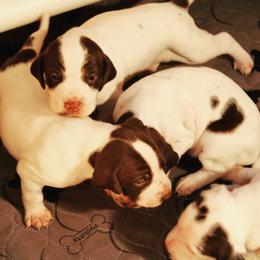 German Shorthaired Pointer and Pointer Puppies from Bishop Kennels