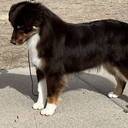 Australian Shepherd and Miniature American Shepherd All Grown Up from Shawnkara Australian Shepherds & Miniature American Shepherds