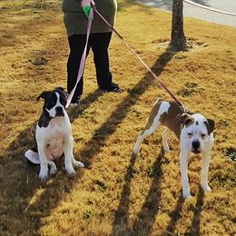 American Bulldogs from Bossy's Bulldogs