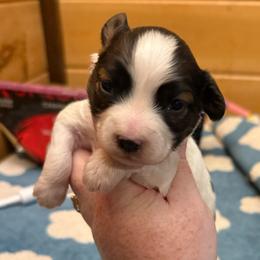 Boy 1 AKC - White and sable male Papillon puppy in Blue Ridge, Georgia from Butterfly Ridge