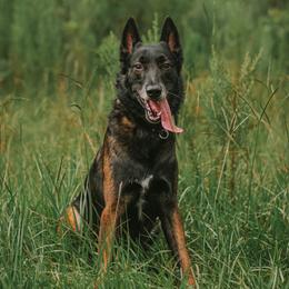 Klaus - Belgian Malinois
