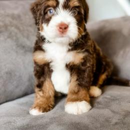 Cadbury - Brown and white male Bernedoodle puppy in Hudson, Indiana from TurkeyCreek-K9