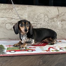 Dachshund puppies from Bedrock Dachshunds