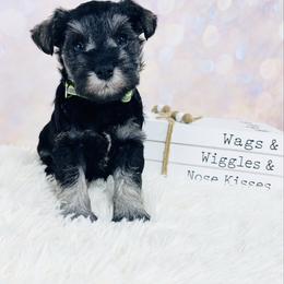 Moonlit Ice (neon) - Salt and pepper female Miniature Schnauzer puppy in Springfield, Tennessee from My Lovable Schnauzers