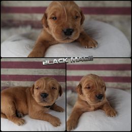 Black - Dark golden male Golden Retriever puppy in Harrisburg, North Carolina from Bunn Ranch Goldens & Bernese