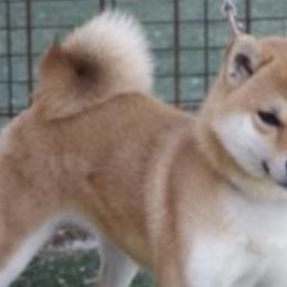 Saya - Shiba Inu