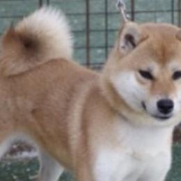 Saya - Shiba Inu