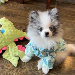 Pomeranian Puppies from Somos Pomeranians | Selectively Bred Puppies
