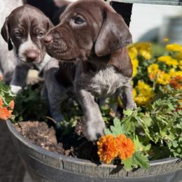 German Shorthaired Pointer Puppies from Cuilean farm and kennel