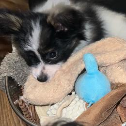 Tommy - White black and tan male Papillon puppy in Benton, Arkansas from Mama's Pride Poms and Paps