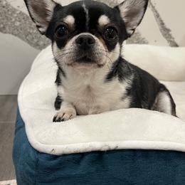 Sophie - Chihuahua