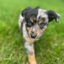 Moonbeam - Blue merle male Toy Australian Shepherd puppy in Columbia Falls, Montana from Firefly Aussies & Aussiedoodles
