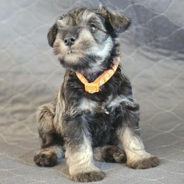 AKC Houston - Salt and pepper male Miniature Schnauzer puppy in Richardton, North Dakota from Crooked Tree Ranch
