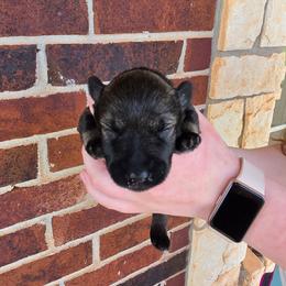 Bison - Salt and pepper male Miniature Schnauzer puppy in Piedmont, Oklahoma from J&K's Miniature Schnauzers