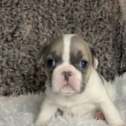 French Bulldog Puppies from NC French Kiss-A-Bulls