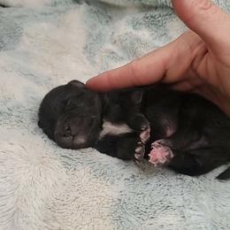 Boy 1 - Black male Pomeranian puppy in Tulsa County, Oklahoma from CP Kennels