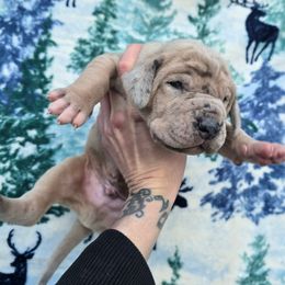 Shoofly pie - Merle male Great Dane puppy in Monroe County, Pennsylvania from Poke-A-Nose Danes