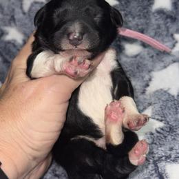 Blossom - Parti female Poodle puppy in Lakeland, Florida from Gulfside Poodles
