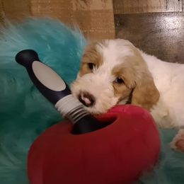 Goldendoodle Puppies from Dahlia Doodles