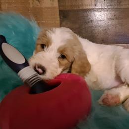 Goldendoodle Puppies from Dahlia Doodles