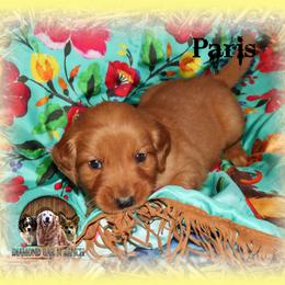Paris - Dark golden female Golden Retriever puppy in Anson, Texas from Diamond Bar N Ranch