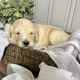 Pearl- white collar female - Cream female Goldendoodle puppy in Silsbee, Texas from Barkley Lane Doodles LLC