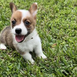 Girl 2 - White and red female Pembroke Welsh Corgi puppy in Dickinson, Texas from Gulf Coast Corgis
