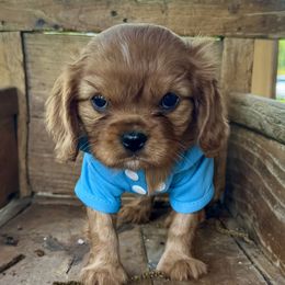 Cavalier King Charles Spaniel Puppies from Reynolds Farms Cavaliers
