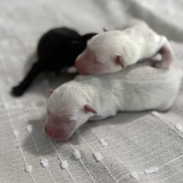 Miniature Schnauzer puppies from Moonstruck Minis