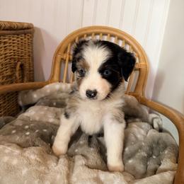 Dark blue collar - Blue merle male Australian Shepherd puppy in Grand Saline, Texas from Murphy Ranch Australian Shepherds