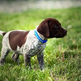 German Shorthaired Pointer puppies from Upland Points Gun Dogs