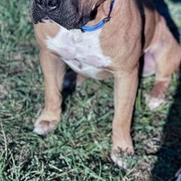 American Staffordshire Terrier All Grown Up from Woodshire AST Kennel