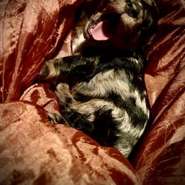 Aussiedoodle Puppies from Hills Barkery