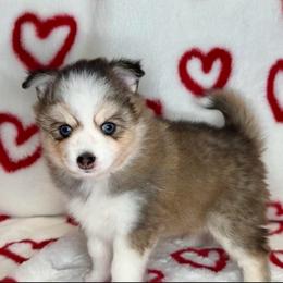Hector - Silver and white male Pomsky puppy in Michigan from Blue Water Pomskies