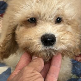 Cedar - Buff male Cockapoo puppy in Winnsboro, Texas from Happy Hollow Ranch