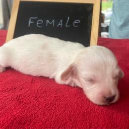 Lainey - Piebald female Dachshund puppy in Sharon Springs, New York from Show Us The Way Homestead