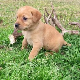 Labrador Retriever Puppies from Deer Creek sport dogs