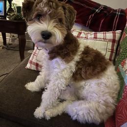 Rosie - Havanese