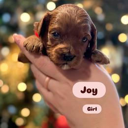 Joy - Red female Cavapoo puppy in Sugar City, Idaho from Taylor's Cavapoos
