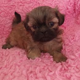 Pearl - Red female Shih Tzu puppy in Sulpher Springs, Texas from Pams Precious Shih Tzus