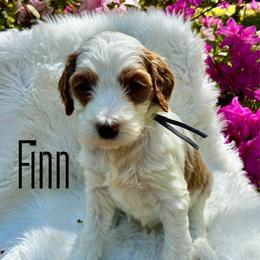 Finn - Parti male Goldendoodle puppy in Travelers Rest, South Carolina from Bailey Mountain Doodles
