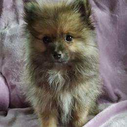 Olive - Blue sable female Pomeranian puppy in Bellevue, Iowa from Fluffy Wonders Poms and Doodles