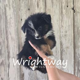 Mathew - Black tri male Miniature Australian Shepherd puppy in Dowagiac, Michigan from Wrightway Wigglebutts