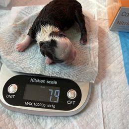 Boy 3 - male Boston Terrier puppy in Lowell, Arkansas from Bogan's Boston's