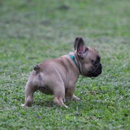Teal Collar - Fawn female French Bulldog puppy in Tyler, Texas from Texas Top Notch Frechies