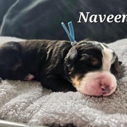 Naveen - Black rust and white male Bernese Mountain Dog puppy in Blackfoot, Idaho from Draper Mountain Doodles