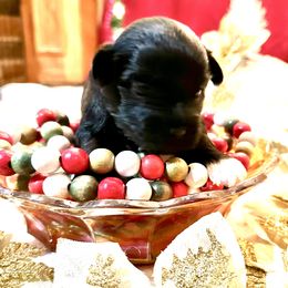 Havanese Puppies from Rose Hill Havanese